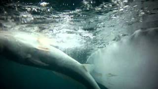 GOFISH DEEPSEA FISHING CHARTERS MOSSEL BAY