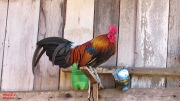 Ncig saib qaib dib zoo nkạu 2021