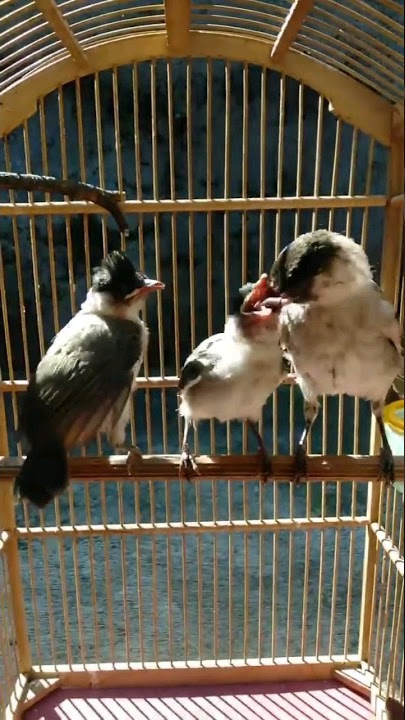 Burung Kutilang Meloloh Anaknya!!!#shorts #yearofyou