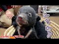今年も可愛い赤ちゃんグマが誕生！あれ…女の子にも「おち○ち○」ついてる？