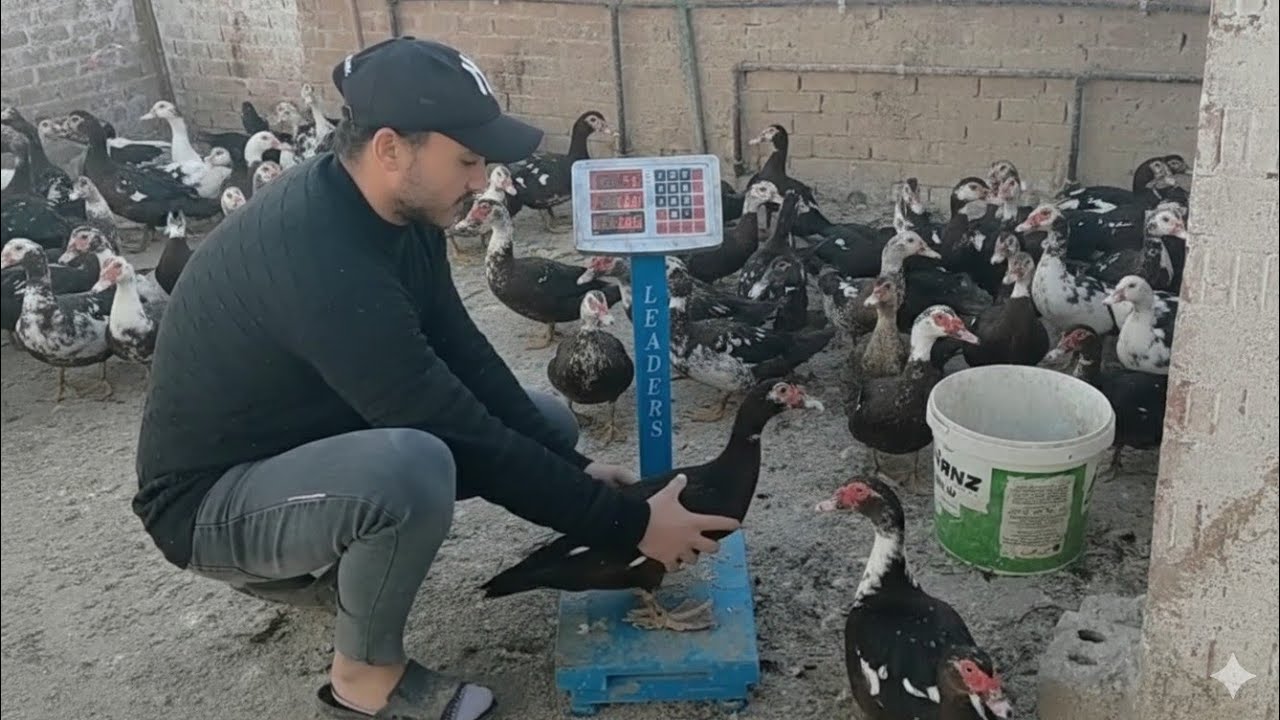 صدمه كبيره وزن البط المسكوفى على الميزان مش هتصدق شكله وحجمه هيوصل لأعلى الاوزان 