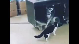 Funny Cat Attacks Clumsy Husky Dog For Yelling At Her