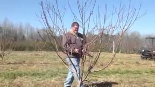 Training a one year old peach tree