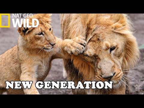 Newborn Cubs of Pretadors Survival School | Nat Geo Documentary HD (Born In Africa)