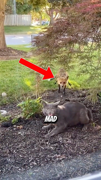 Cat vs Wolf: who's the real boss?