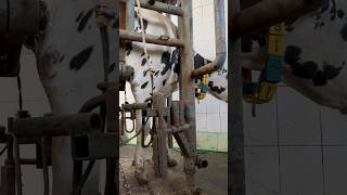 Intelligent Technology Cow Calf Transportation