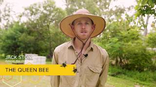 Bee Facts - About Queen Bees