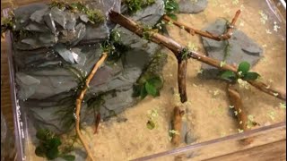 Building a nano waterfall paludarium for a cherry shrimp!