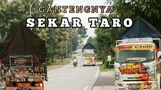 SEKAR TARO ||Rembulan Malam