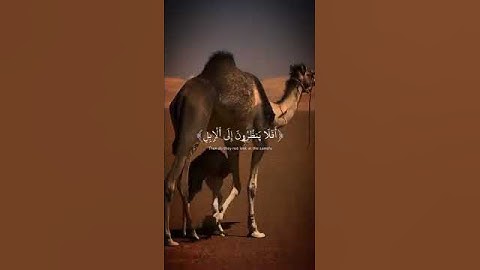 ﴿فِي جَنَّةٍ عَالِيَةٍ۝ لَا تَسْمَعُ فِيهَا لَاغِيَةً﴾🌺سورة الغاشية – الآية 10–11🪷 #قرآن #راحة_القلب