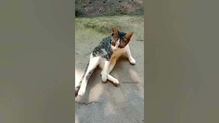 Watch the video about #cat #catlover #pets #funny #kitten #cute #animals #meow #krabitown #kucinganggoralucudanimut