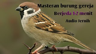 MASTERAN BURUNG GEREJA TARUNG || Audio Jernih Berjeda 1-2 Menit