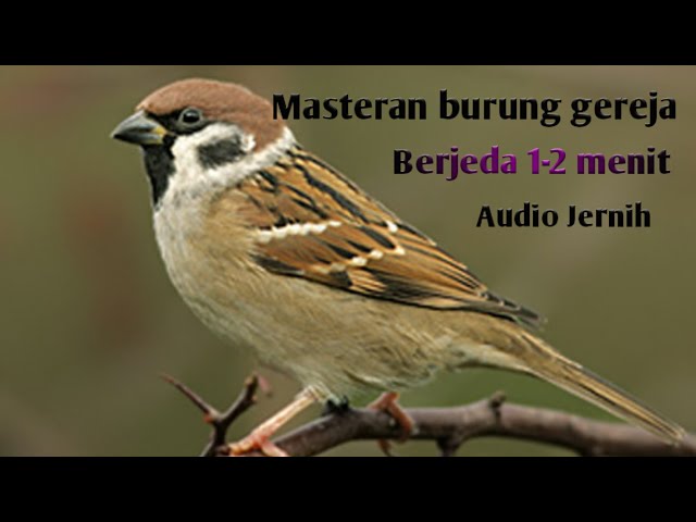 MASTERAN BURUNG GEREJA TARUNG || Audio Jernih Berjeda 1-2 Menit class=