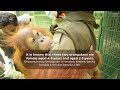 Asto and Asih orangutan rescue mission
