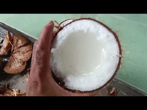 Video lần đầu thu quạch cây dừa sáp trồng 7 năm kết quả bất... - youtube