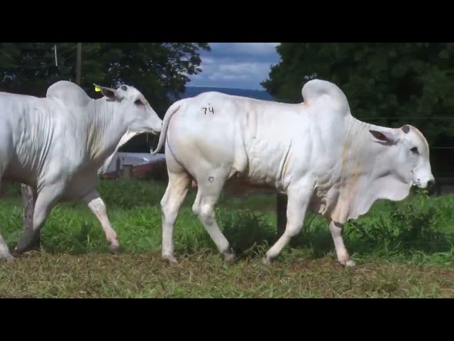 Lote 74 - 18º Leilão Fazenda Fortaleza