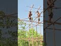 Building Bamboo House And Underground With Swimming Pools