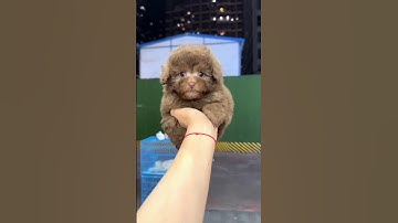 Small to giant animal transformation