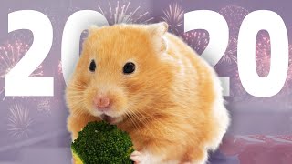 Cutest of 2020 | Hamsters Best Moments & Memories