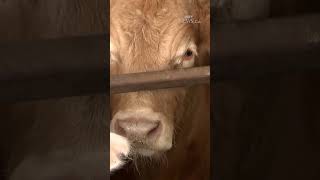 Alberta cattle producers worried about U.S. tariffs