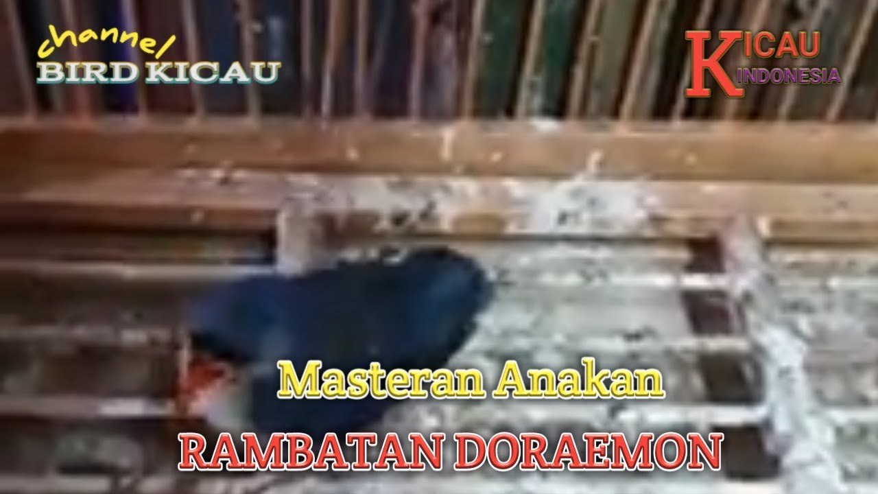 Masteran Anakan Rambatan Doraemon Gacor Youtube