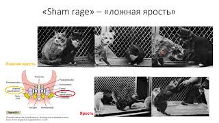 2. Гипоталамус [Физиологические механизмы агрессии и страха]