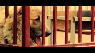 Goga Dadunashvili For .Doghome.ge 09.06.2015.