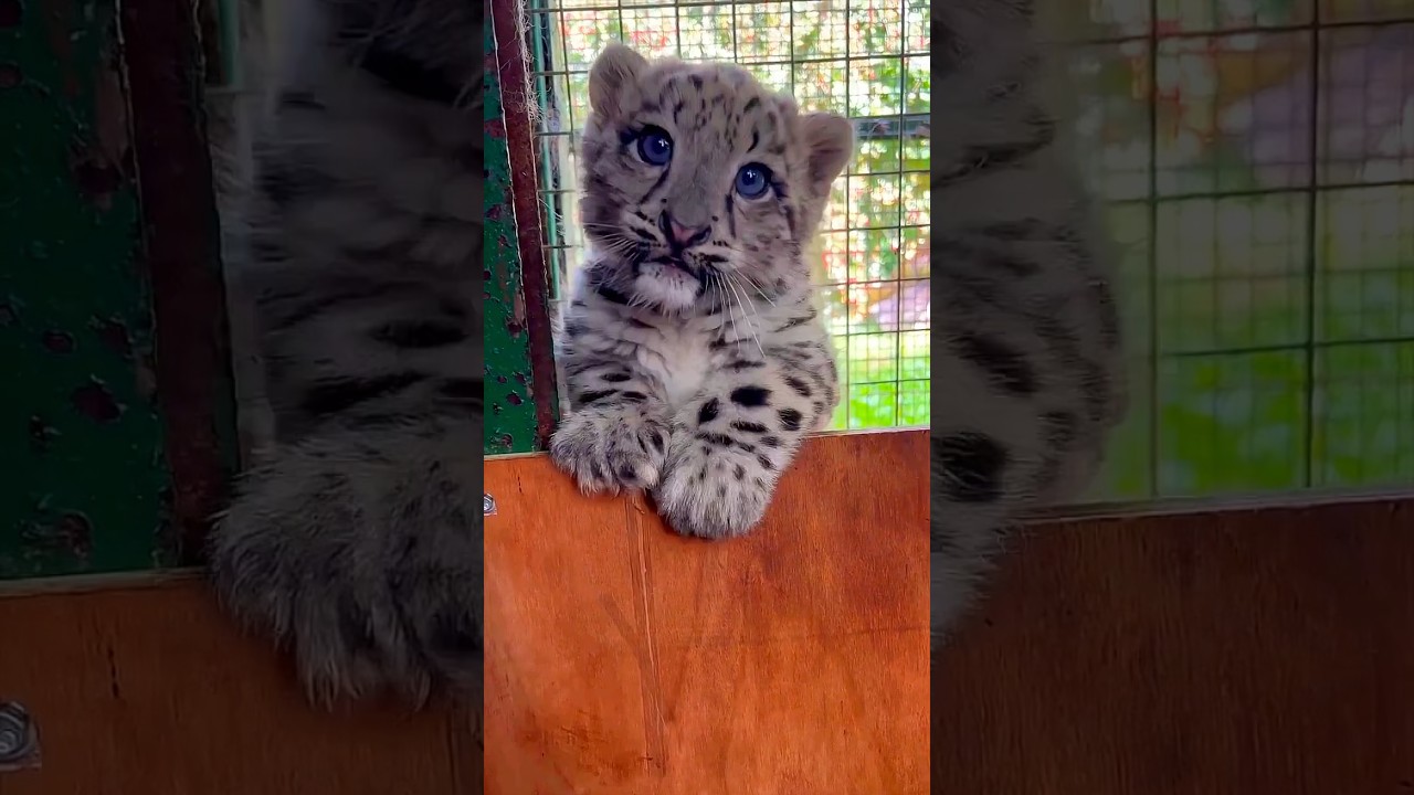 Before & After Animals Growing Up. Amazing Animal Transformation💥 