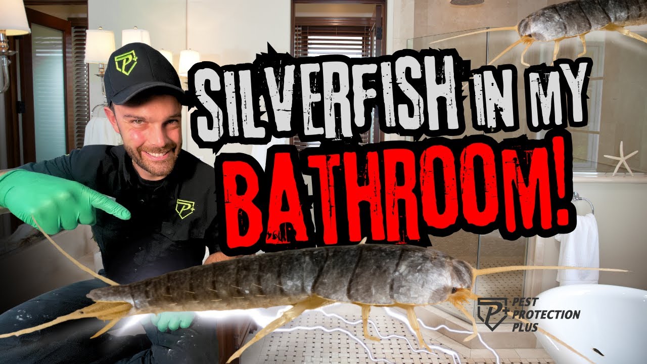 Get Rid of Silverfish in Your Home! DIY That Actually Works! - YouTube