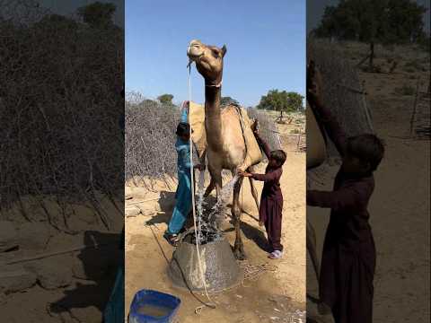 فتاة وزوجها يكافحان للحصول على الماء في الصحراء