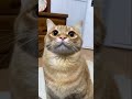 この顔みると思ってしまうこと #shorts
