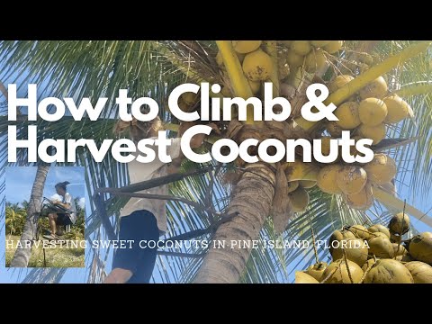 How to Climb & Harvest Coconuts | Pine Island Florida
