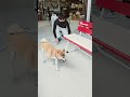 #柴犬きなこ