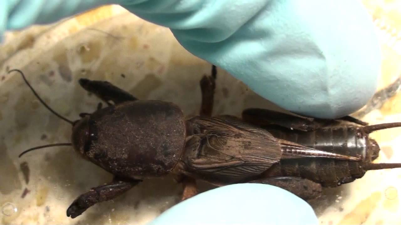Mole cricket - YouTube