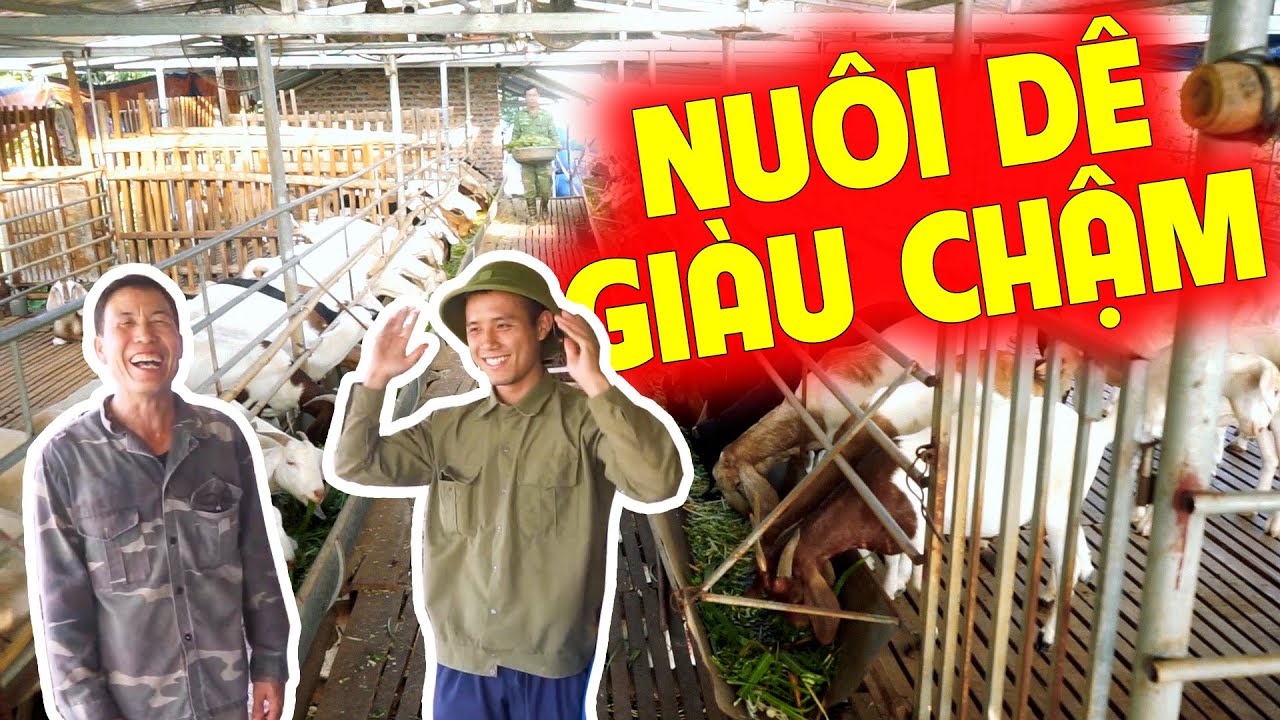 TỔNG HỢP  TUYỆT KỸ NUÔI DÊ A - Z TẠI BẮC GIANG | NUÔI DÊ GIÀU CHẬM LIỆU BÀ CON CÓ DÁM THỬ?