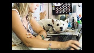 "Візьми собаку на роботу": місцеві особливості всесвітньої акції "Візьми собаку на роботу": місцеві особливості всесвітньої акції
