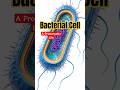 Bacterial Cell Structure: Architecture of a Bacterial Cell