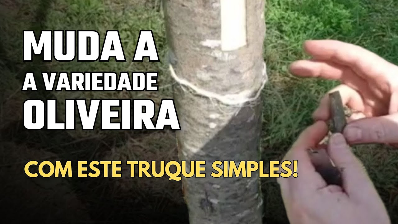 Как привить оливку по тарелке поэтапно