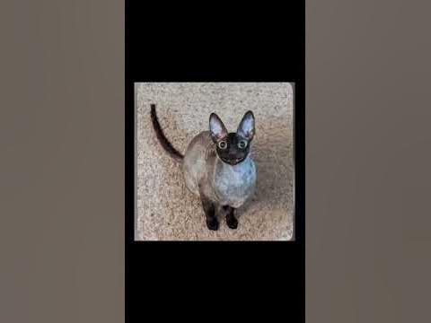 Ядовитый и летучий - YouTube