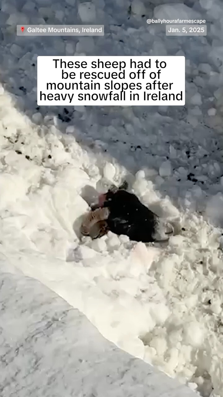 These sheep had to be rescued off mountain slopes after heavy snowfall in Ireland