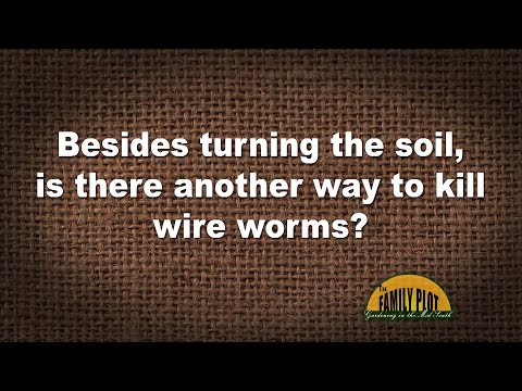 Video: Fight against wireworms on the potato plot