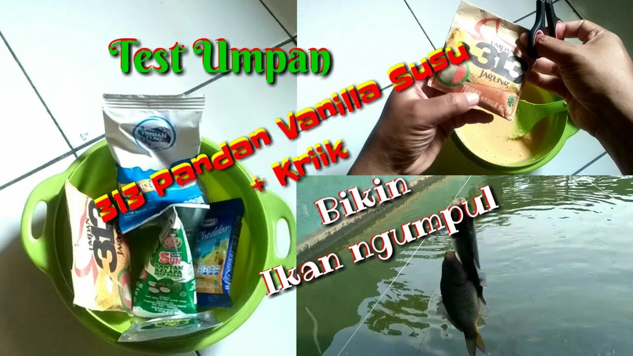 Umpan Ikan Mas Amis Gurih Pengumpul Ikan