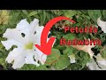 Holes in your flowers? Flowers that look like paper snowflakes? Holes in your cabbage leaves?