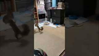 Agile Squirrel Chases a Dodging Rabbit Around