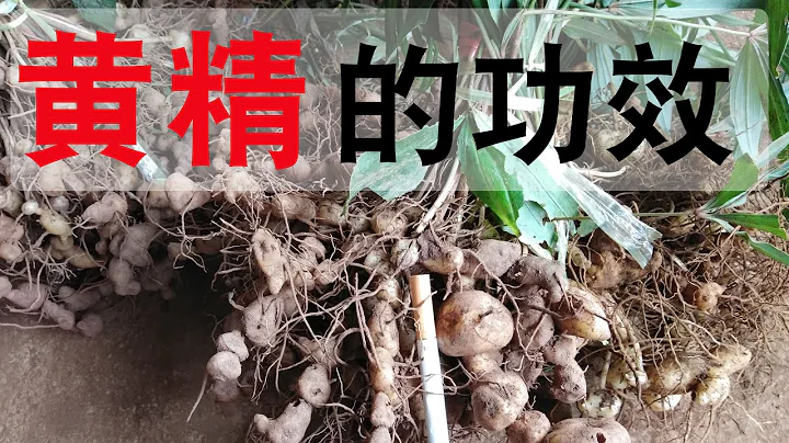 黄精的功效和作用？黄精治疗脾胃虚弱！黄精怎么吃？ - 天天要闻
