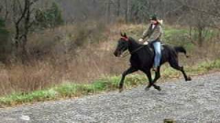 Standardbred Speed Racking Pacing Horse **SOLD** Video #1 of 2