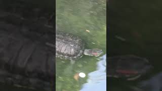 BEAUTIFUL TURTLE SWIMMING #turtle #pond #pet #animals #nature