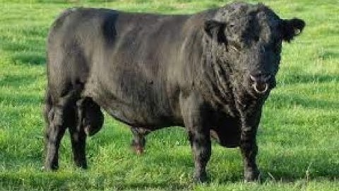 #farminginnamibia Dexter cattle