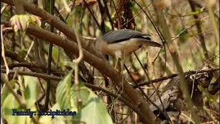 Shikra#Accipiter badius#Birds of Bhutan
