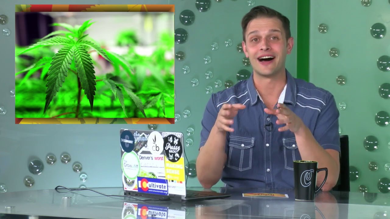 Week in Weed October 20, 2017 | The Cannabist Show